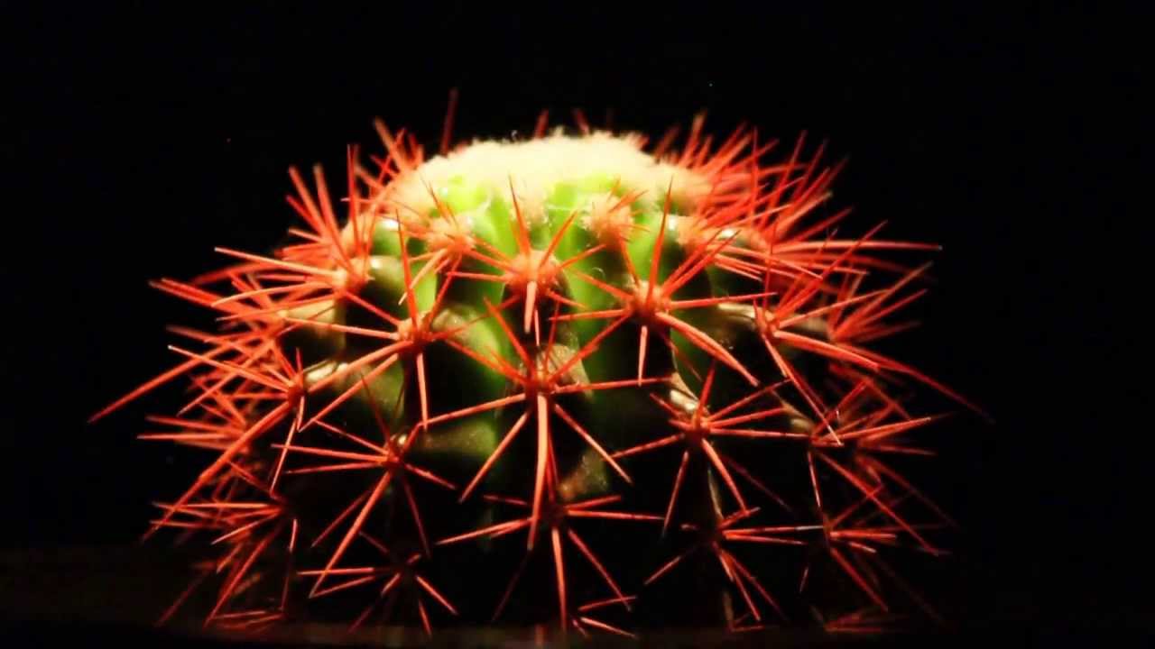 Cactaceae