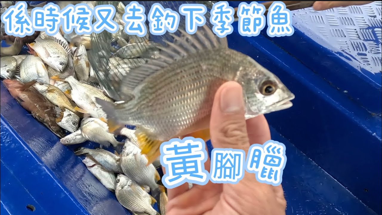 今次既成績還可以!!!#釣魚 #fishing #船釣