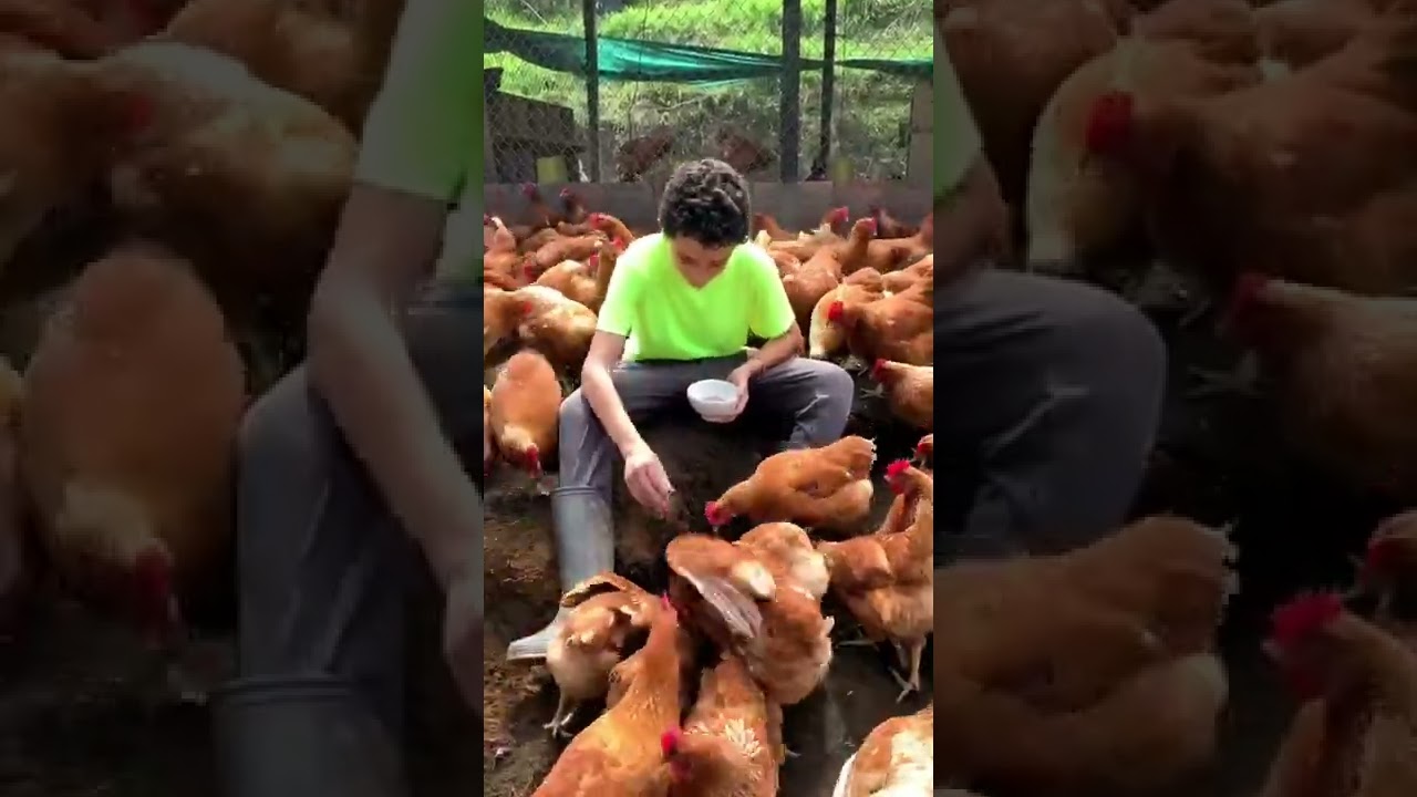 SAB&Iacute;AS QUE PUEDES ALIMENTAR A TUS GALLINAS CON HUEVO 🐣🥚#shorts | La Granja del Borrego