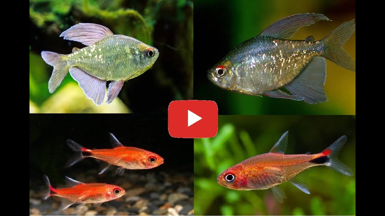 Peces Lujosos: Tetra diamante y Tetra Ruby (ficha)