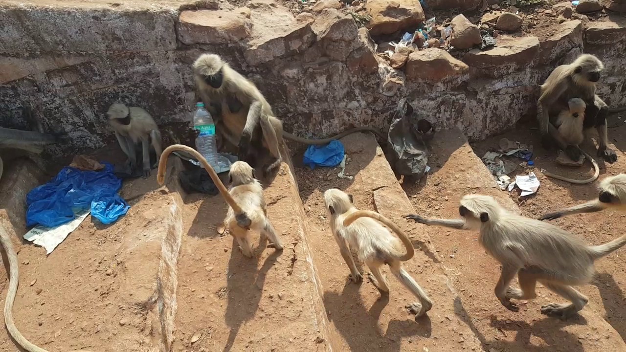monkeys fighting for water (bada pahad dargah)