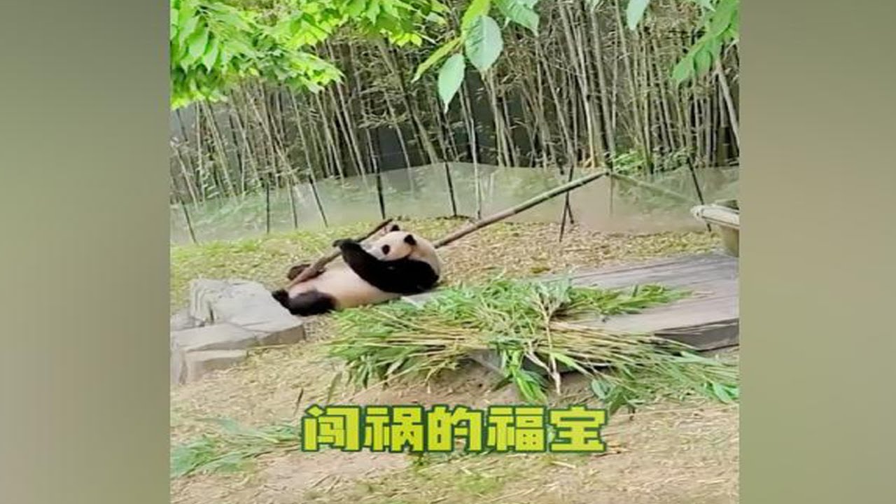 福宝闯祸后发脾气，姜爷爷依然冒着风险进笼房安抚它的心情