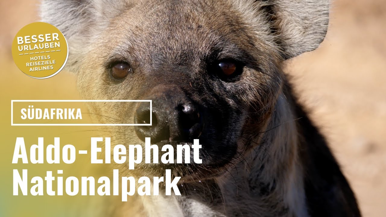 Addo Elephant Park 2021 - Game Drive mit einem Hop on Hop off Guide - Garden Route Südafrika