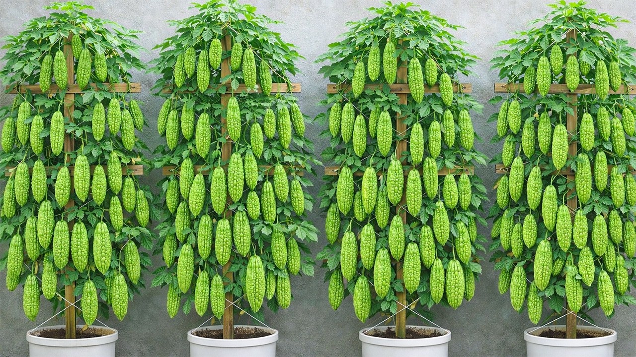 Grow Tons of Bitter Melon Without a Garden – My Secret Method Revealed!