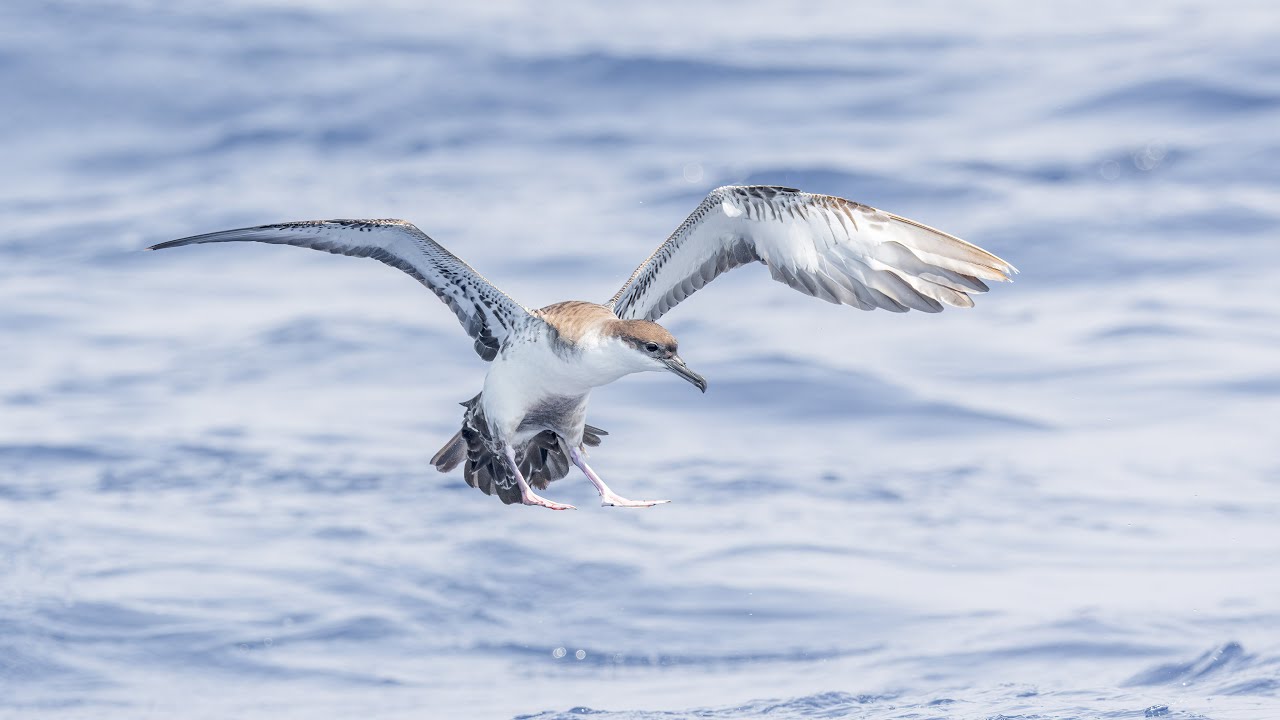 Birding Coastal North Carolina 2022