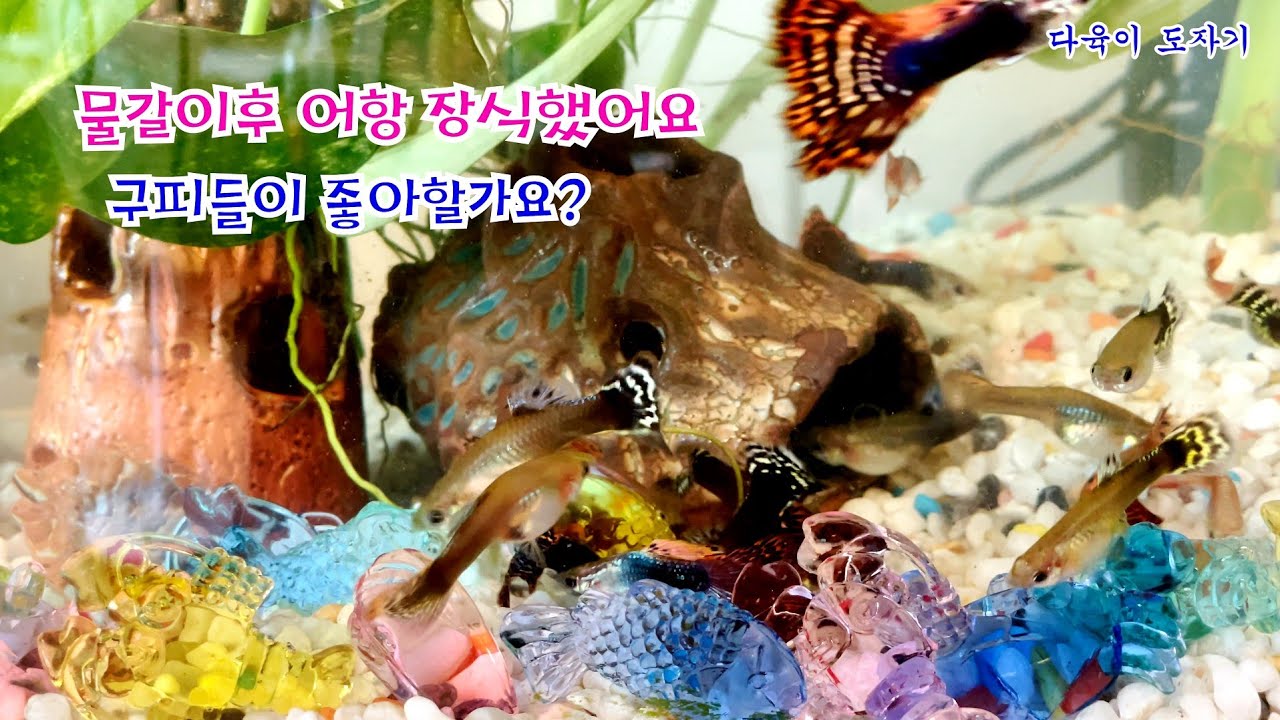 #구피 키우기 어항 #물정화식물 #여과기없이 #히터기없이 잘자라요 물갈이해주고 어항 꾸몄어요