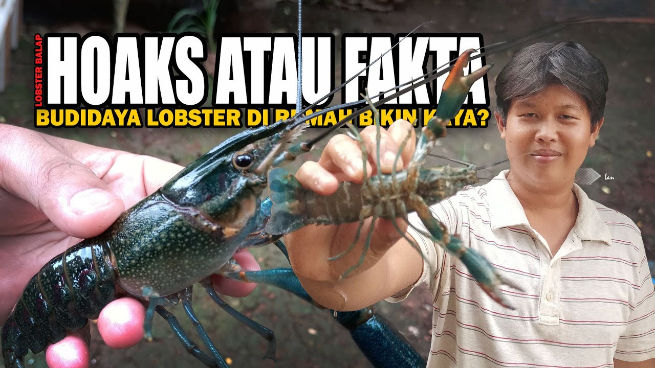 HOAKS ATAU FAKTA! BUDIDAYA LOBSTER AIR TAWAR DI RUMAH BISA BIKIN KAYA? | LOBSTER BALAP