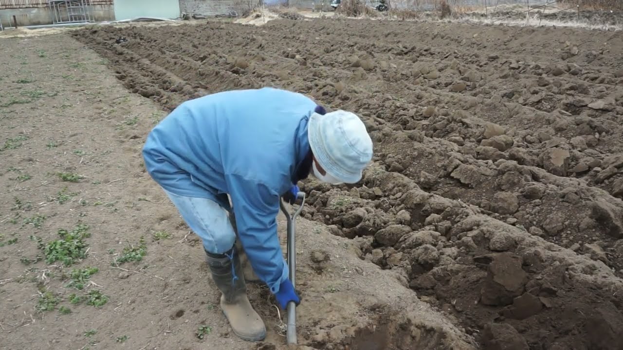 野菜畑　天地返し　寒晒し　27日目　2月7日