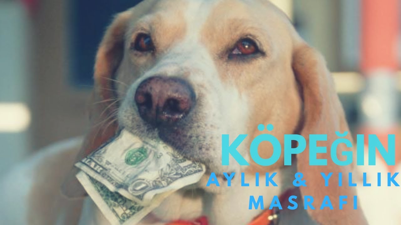 Köpeğin Aylık ve Yıllık Masrafı | Köpek Eğitimi