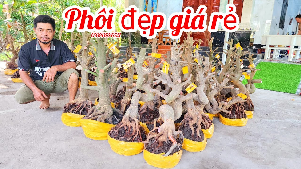 11/3 A Duy 0384834321 phôi mai giảo bonsai đế đẹp dáng đẹp giá rẻ|MaivàngThanhTâm