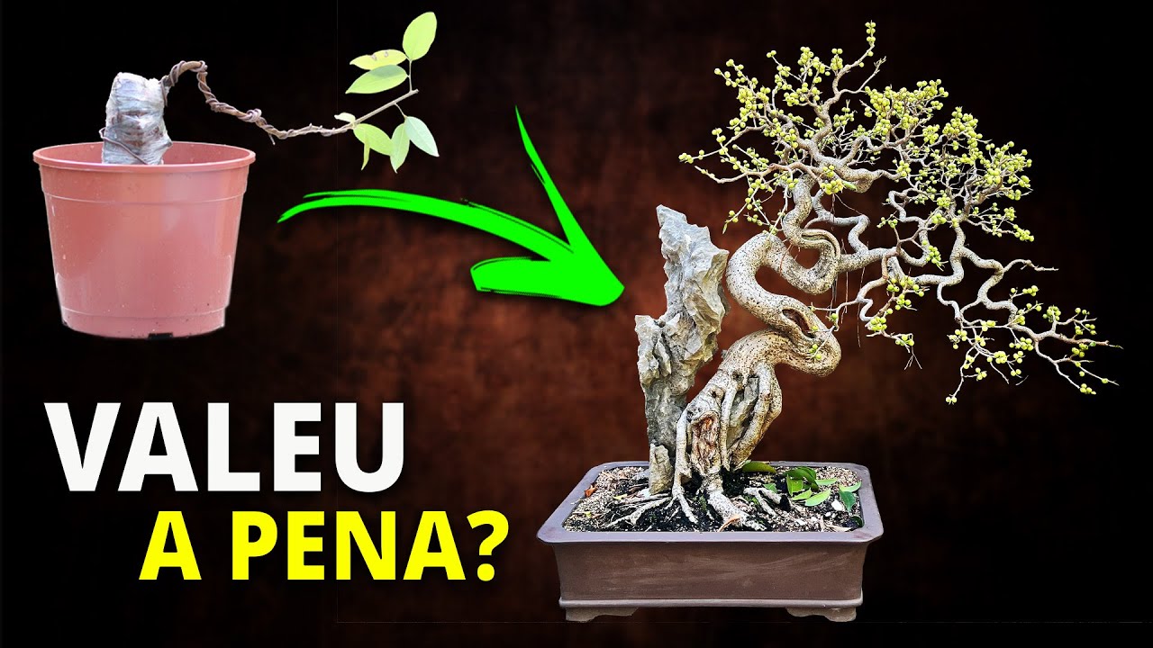 Bonsai de Ficus Mata-Pau sobre Pedra — História, Erros e Aprendizados!