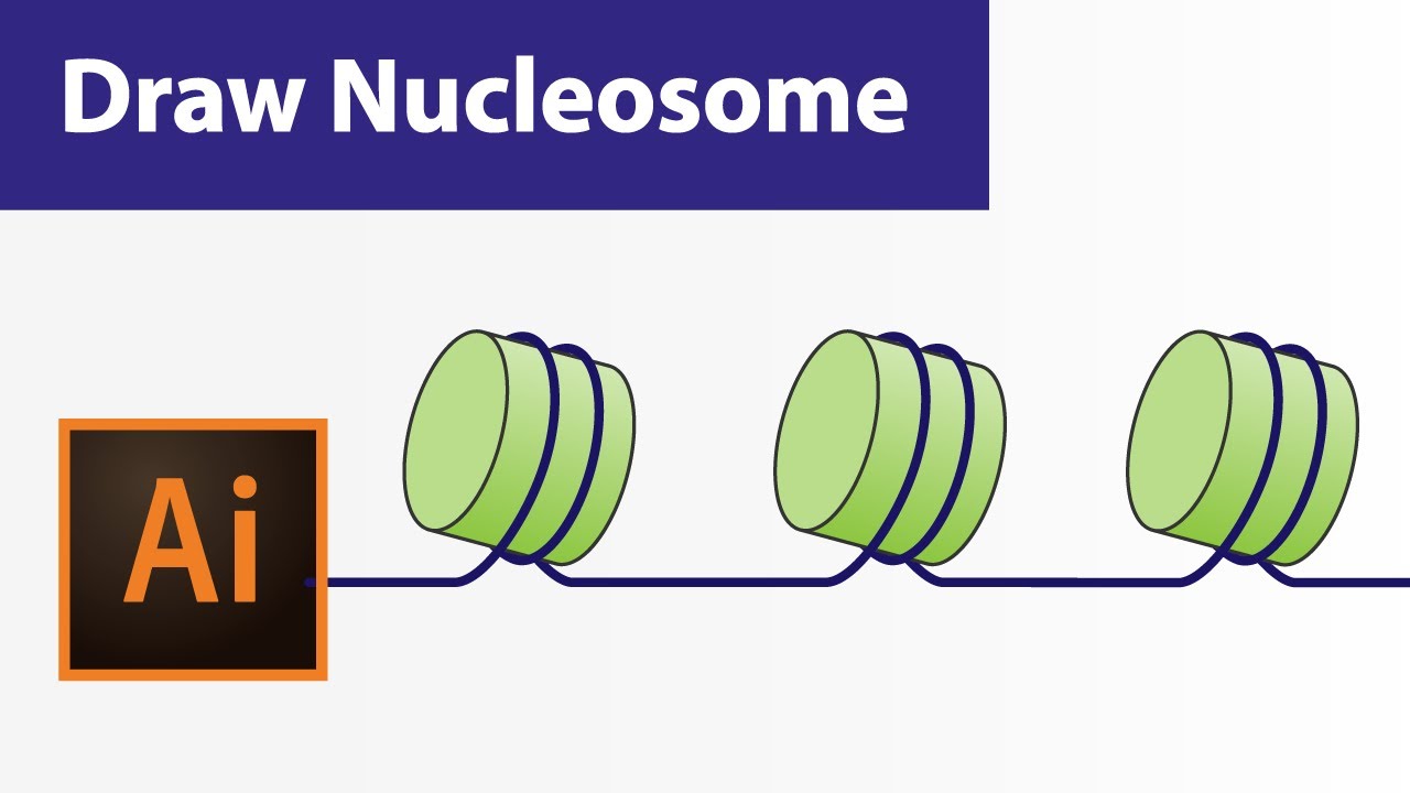 Draw Nucleosome | Graphical abstract | Illustrator for scientists