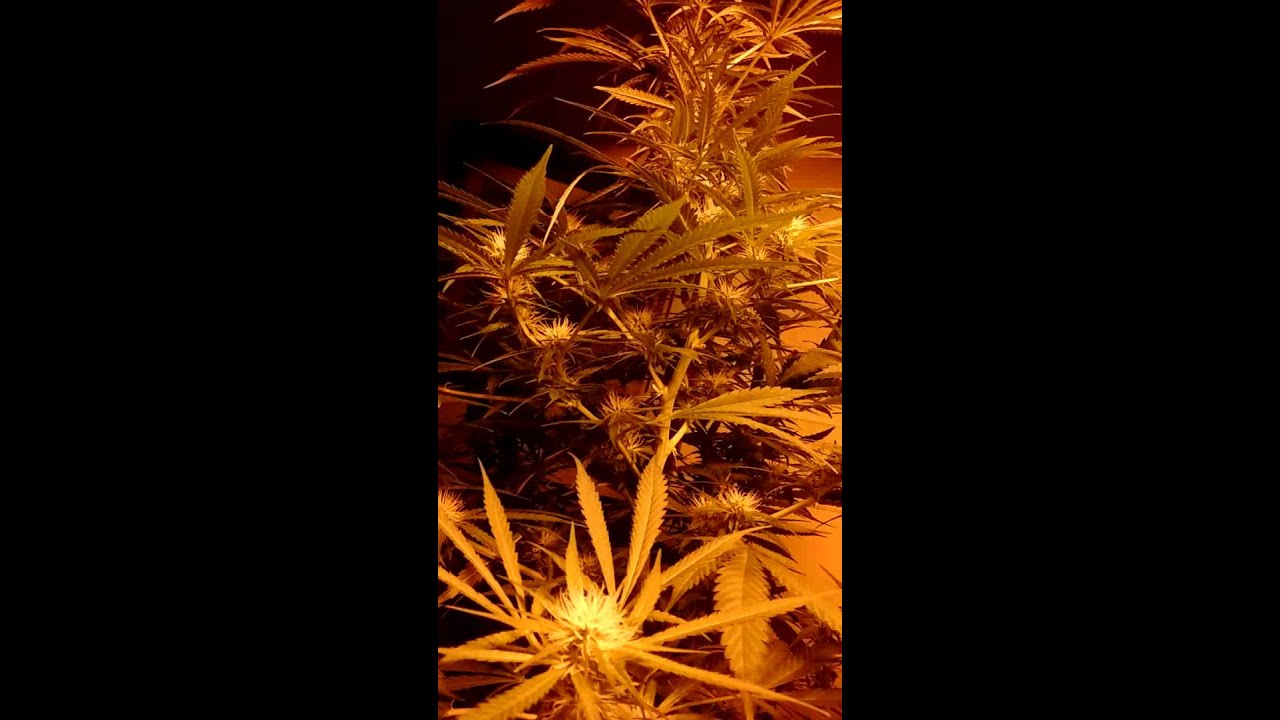 Hawaiian skunk plant update 8ft