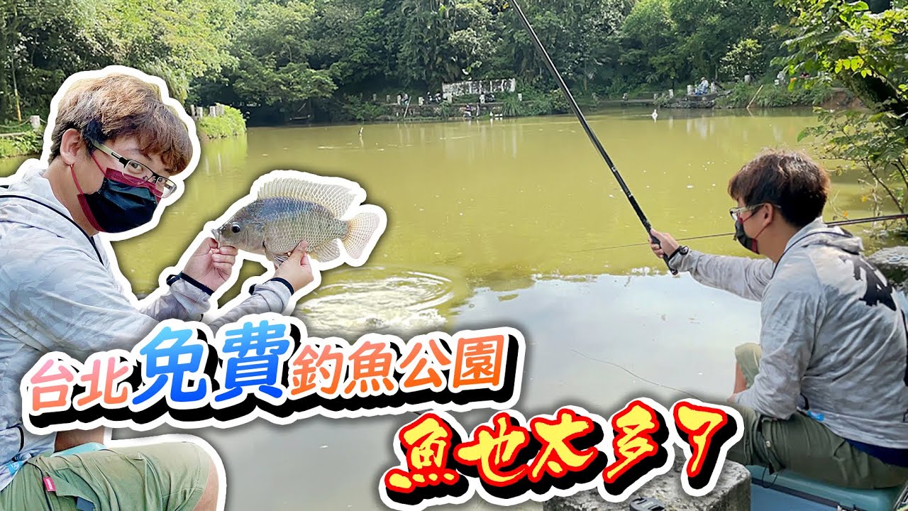 【跟我去釣魚】免錢的台北釣魚公園 魚怎麼那麼多 鳥都排隊等吃魚生態超好 Come With Me