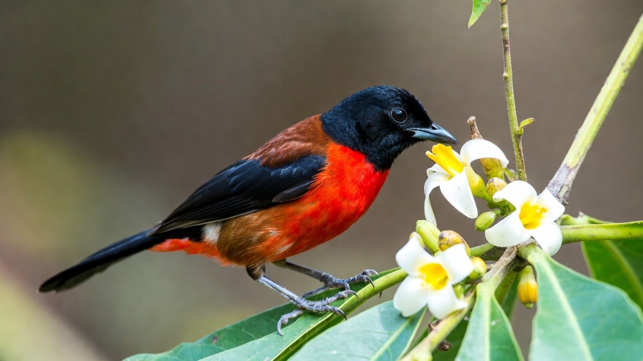 Beautiful Little Birds in Peaceful Nature  | The Cutest Bird Moments Ever Caught on Camera