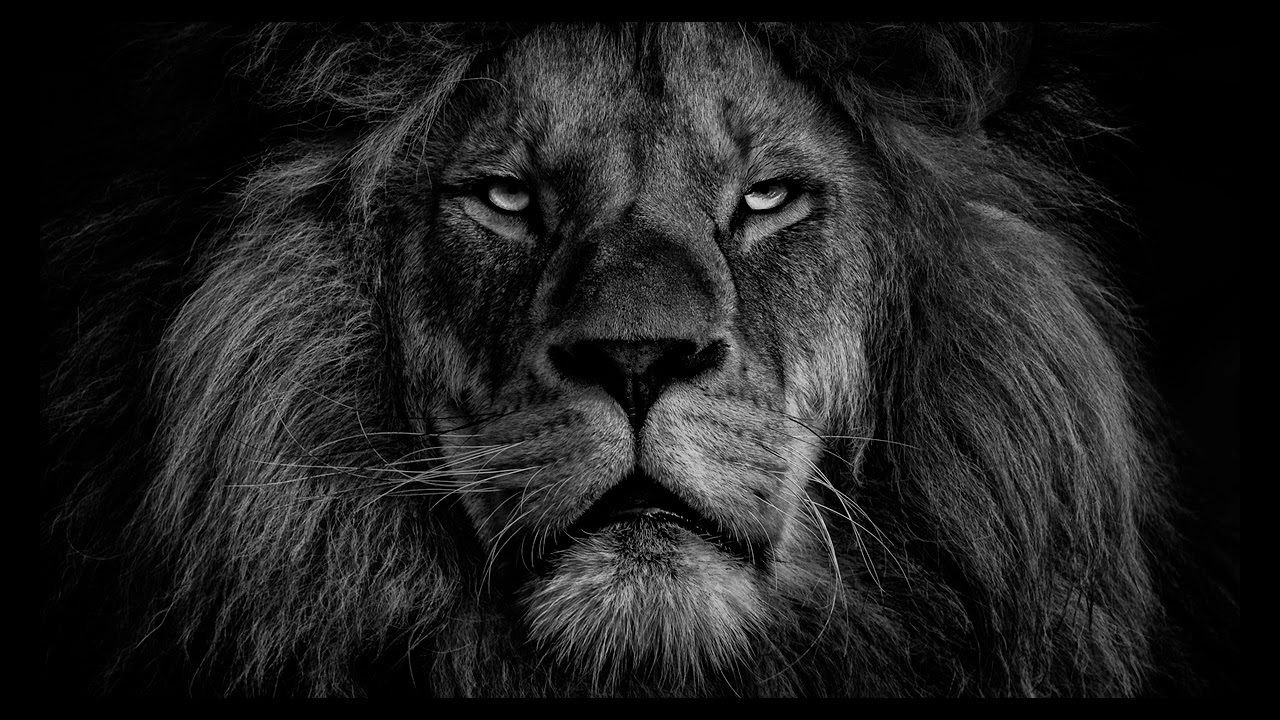 Turn your TV into a frame | Art (for your) TV | Lion black-white
