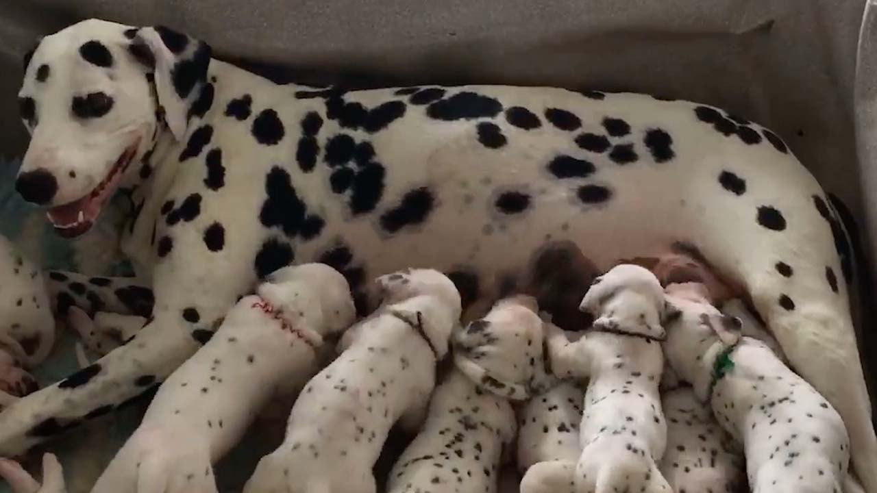 Real-Life 101 Dalmatians Record Litter