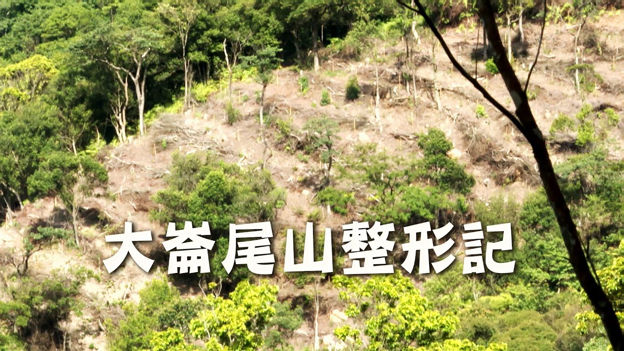 【造林爭議】大崙尾山整形記｜怎樣才算是好的森林？(我們的島 1117集 2021-08-09)