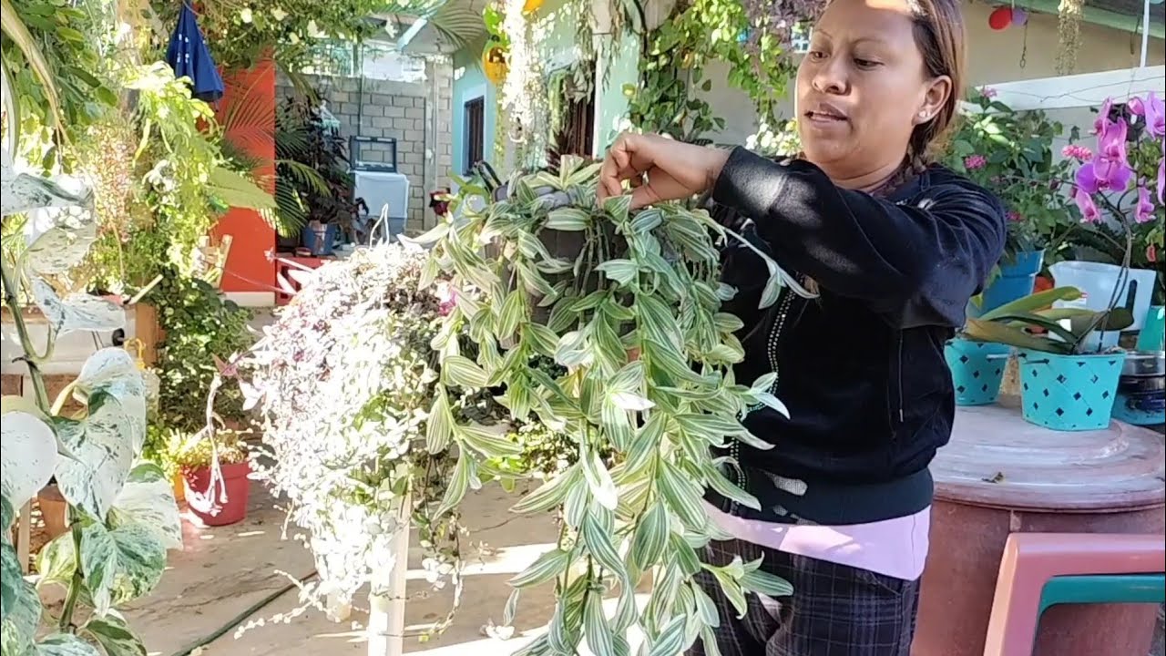 #8 variedades de tradescantia y callisias de mi jardín que son muy fáciles de cuidar 🌱