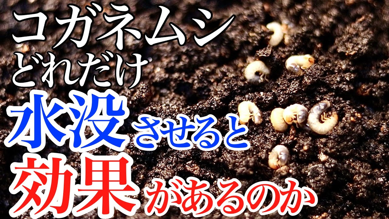 【コガネムシの幼虫】鉢ごと水没させると何時間でやれるのか【発見方法と復活方法】【対策・害虫】