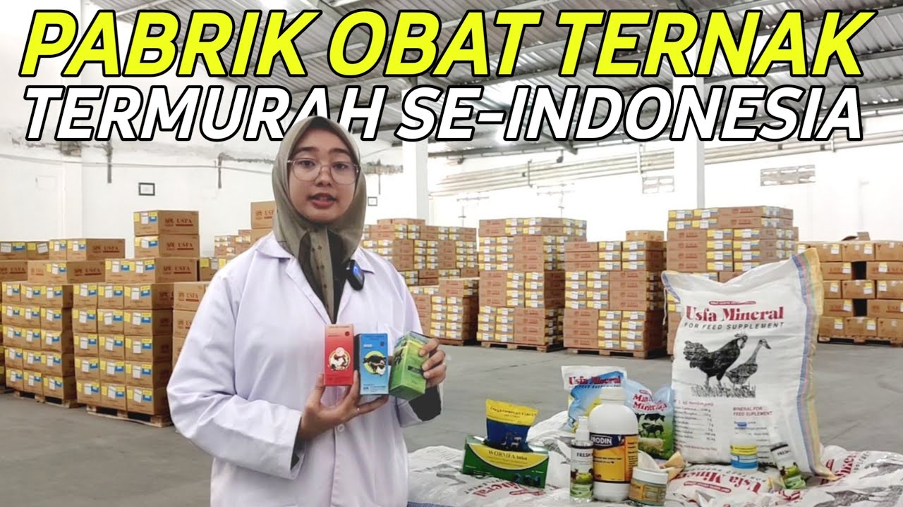 SUKSES BREEDING DOMBA MODERN BERSAMA USFA VET PABRIK OBAT TERNAK TERMURAH