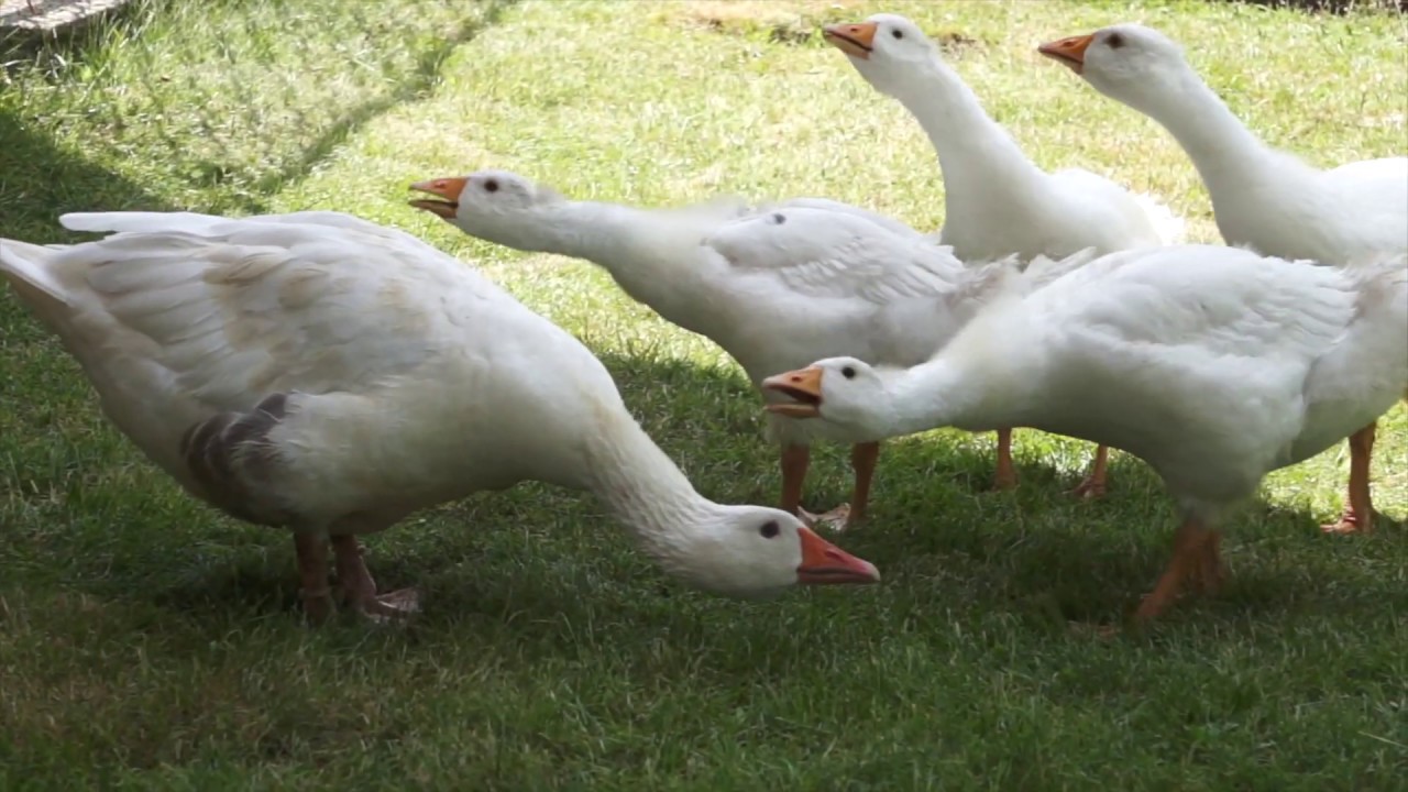Gęsi Lubelskie