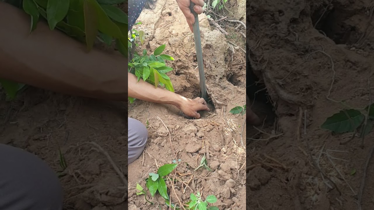 Help Poor baby stuck #Poorlittlemonkey #Babymonkey #Helpbabymonkey