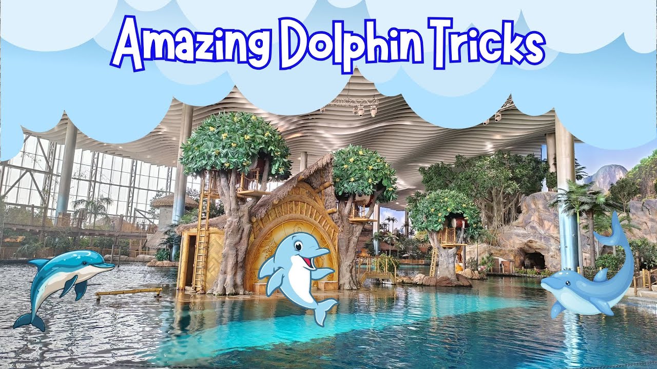Amazing Dolphin Tricks | Dolphin Island, SeaWorld, Yas Island, Abu Dhabi #satisfying #entertaining