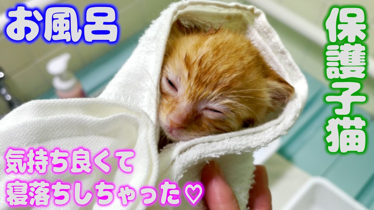 【保護猫】初めてのお風呂が気持ち良くて寝落ちしちゃう子猫♡