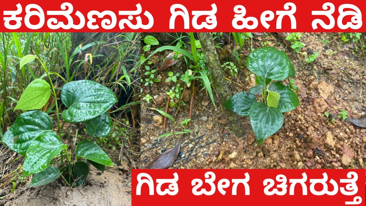ಕರಿಮೆಣಸು ಗಿಡ ನೆಡುವ ಸರಿಯಾದ ಕ್ರಮ || ಕರಿಮೆಣಸು ಕೊಟ್ಟೆ ಗಿಡ ನೆಡುವ ವಿಧಾನ || Black Pepper plant