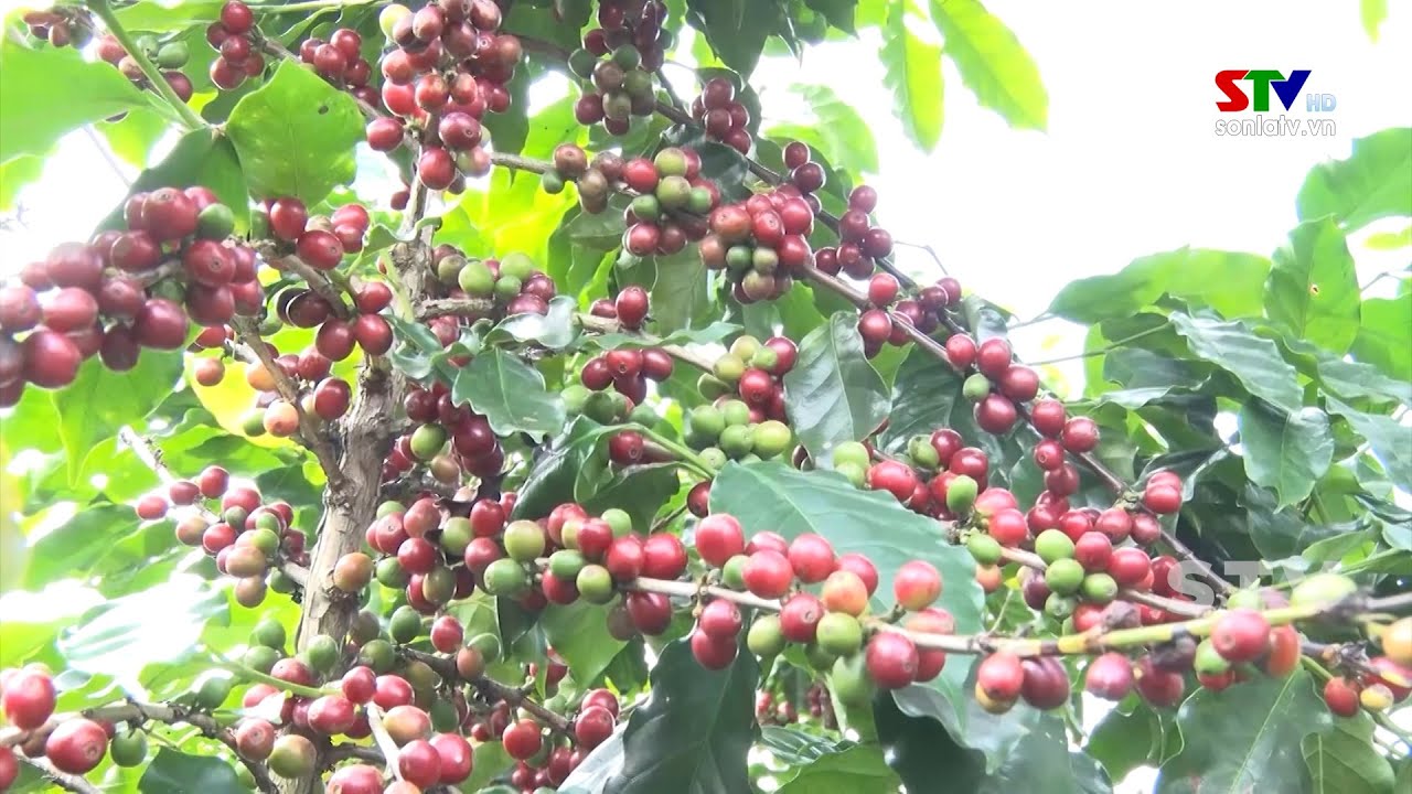 Phát triển cây cà phê Arabica tại Sốp Cộp