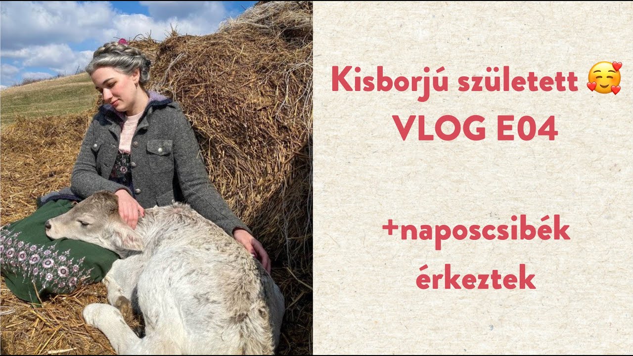 Kisborjú született 🐮🥰 és naposcsibék 🐣 - VLOG E04