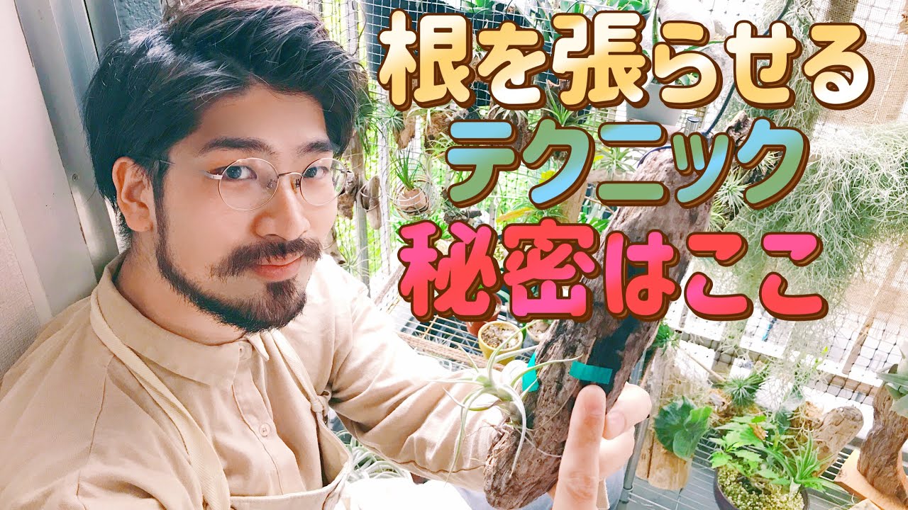 エアプランツの根を100%活着させる着生方法【自宅園芸】チランジア育て方