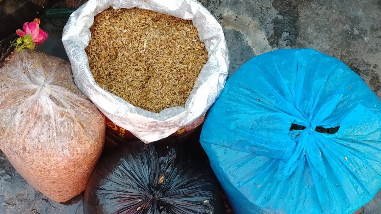 राइस मिल से राइस हस्क लाने के बाद उसे कैसे यूज़ करें l How to use Rice Husk after getting from Mill