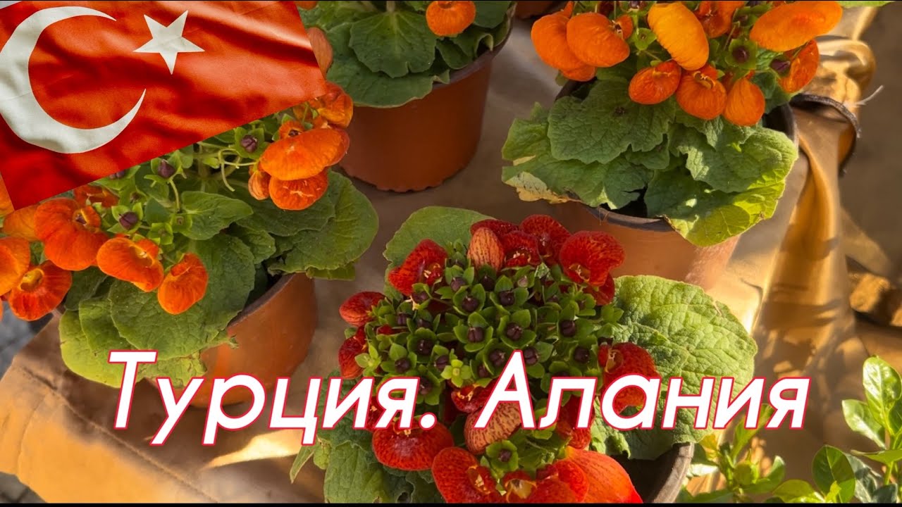 🇹🇷Алания сегодня .Как избавиться от хандры.
