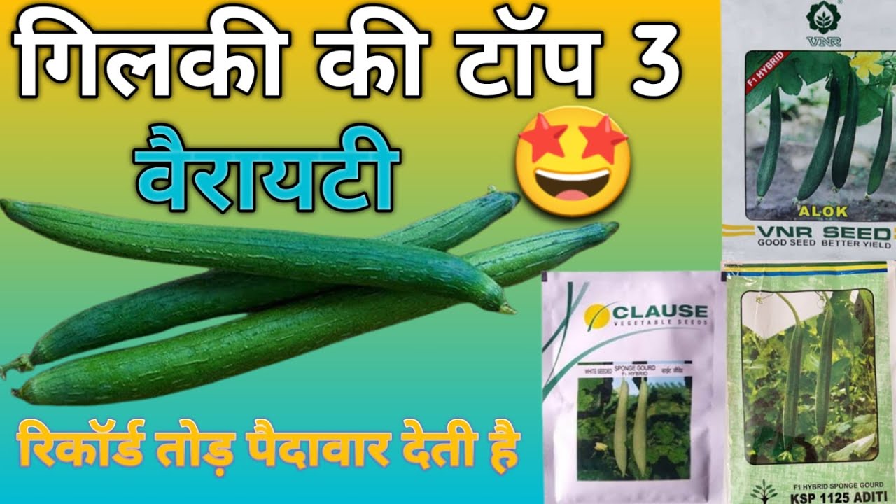 top 3 Spong gaurd varites  | Sponge gourd farming | नेनुआ की खेती ( घीया)