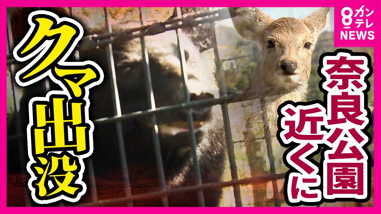 「弱ったシカや子鹿襲われる可能性」も…奈良公園の近くでクマ目撃情報「昨年度0件→今年度32件」奈良市で”爆増” 京都市内の大学グラウンドにも熊出没か　専門家「年内は警戒必要」〈カンテレNEWS〉