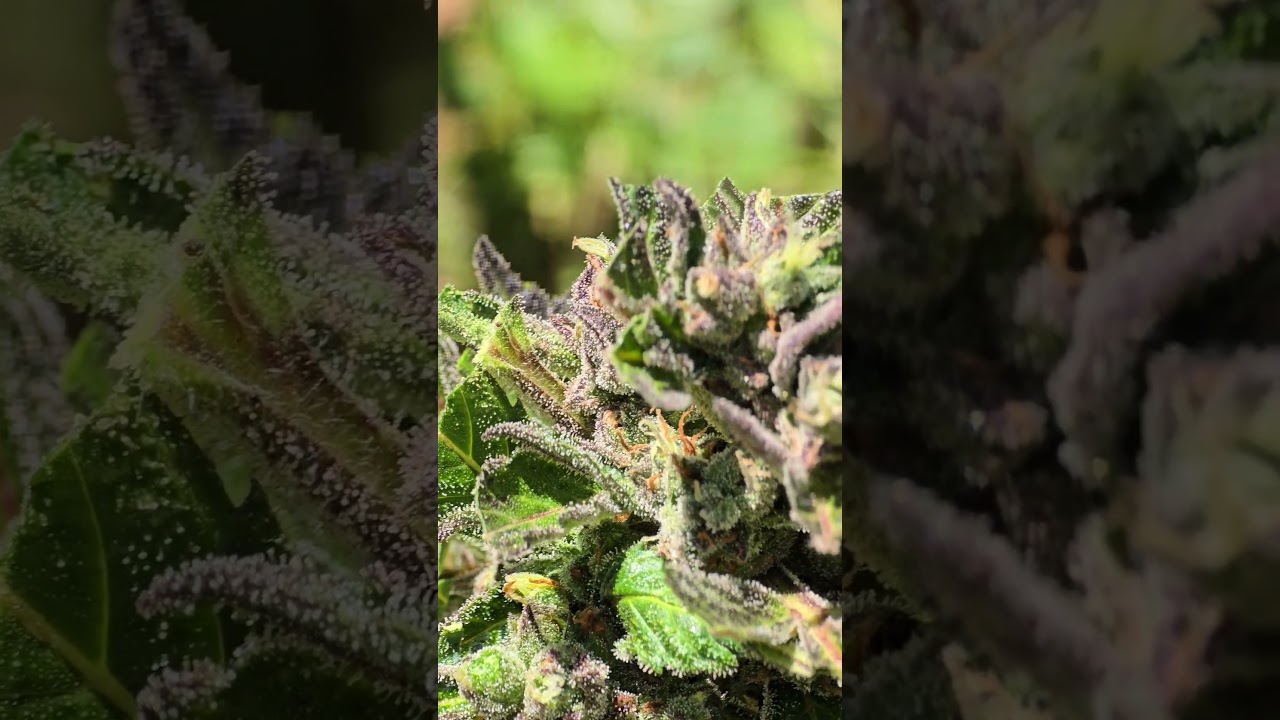 Outdoor Plant #grow2025 #420growers #growshorts #viralvideo #weedshorts #video #cannabisoutdoor