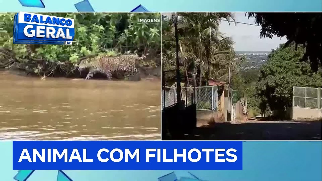Moradores falam sobre rotina após saberem de onça parda em área rural de Brasília | Balanço Geral DF
