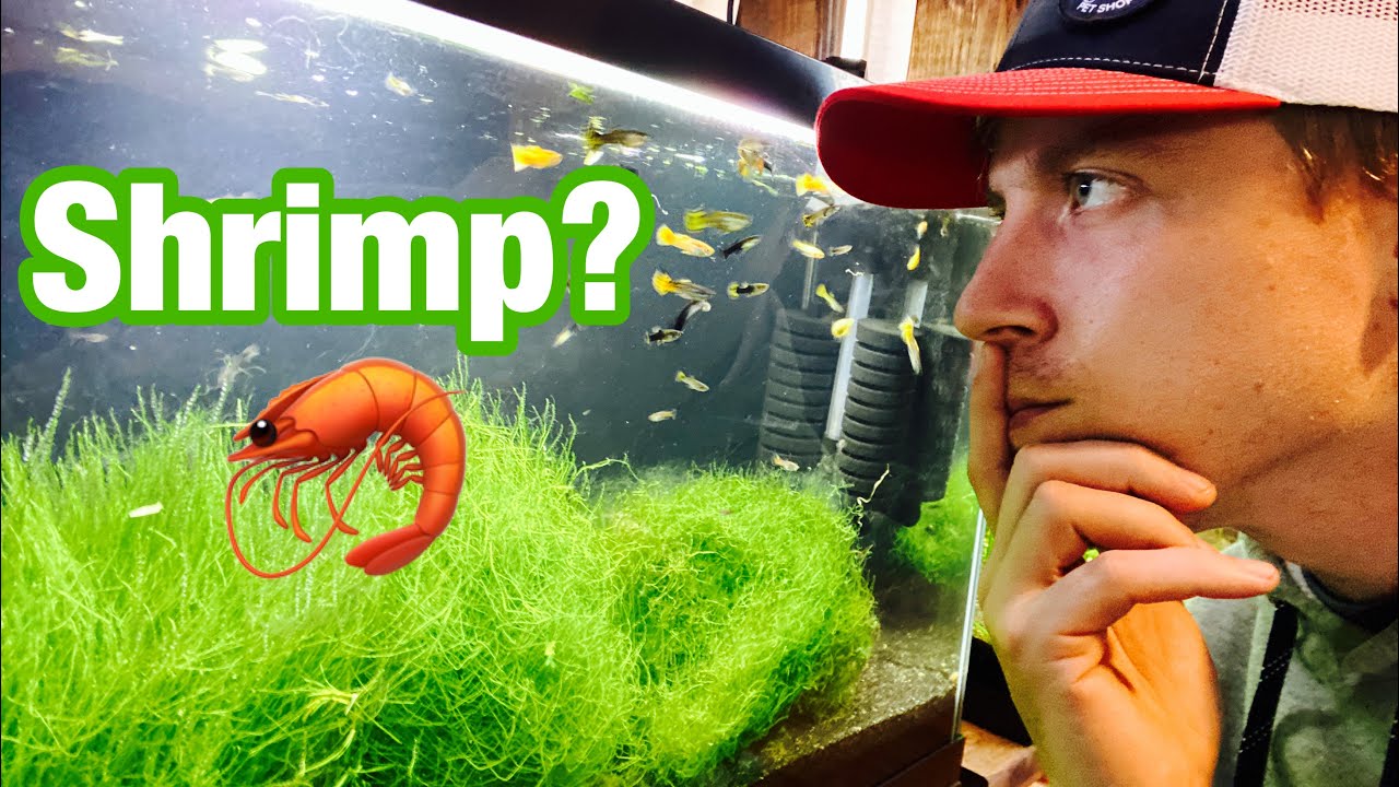 Guppies with Shrimp? Do Guppies Eat Shrimp?