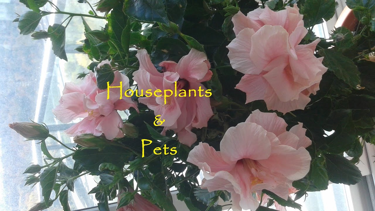 HP3 - Houseplant Tips - Pets and Plants