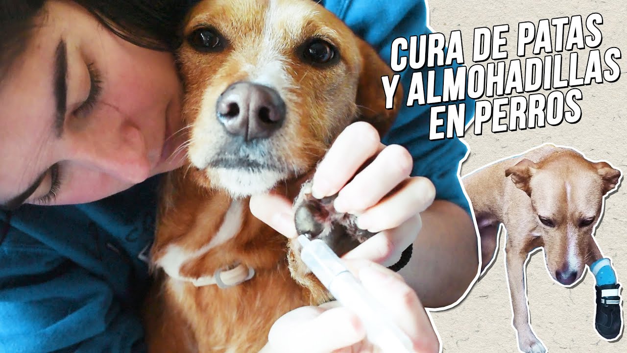 Cómo curar las heridas de las PATAS y las ALMOHADILLAS de tu PERRO 🐕👨‍⚕️💉