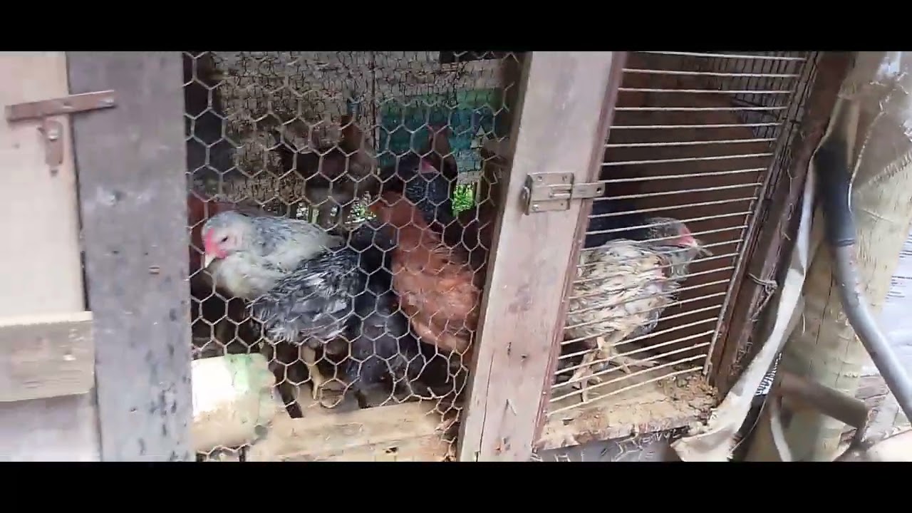 Mais uma construção das aves @criatorioavesdocampo4121 