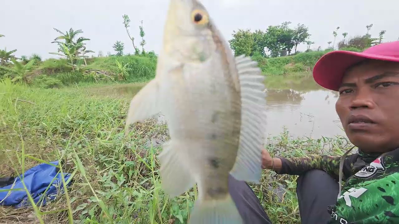 Mancing di rawa bekas galian pasir di pinggir sungai besar 