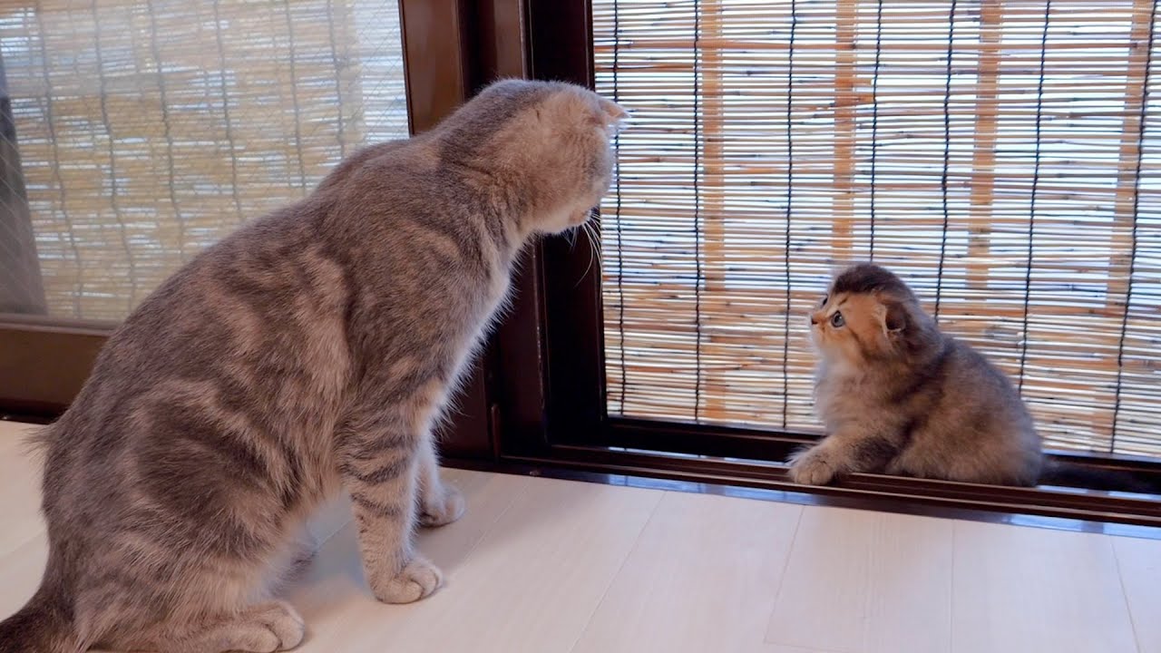 Непослушный котенок, который слушает то, что говорит ему мама, такой милый.