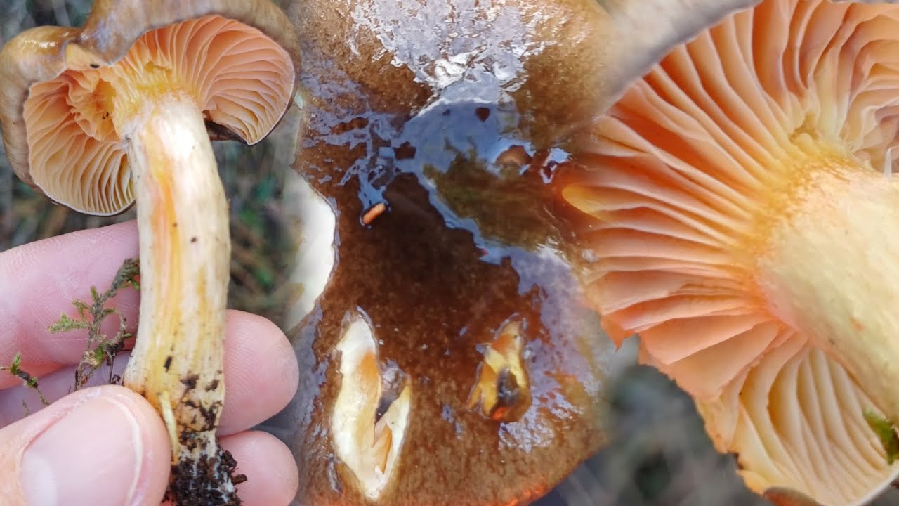 Από κάτω σαν Θειάφι. Hygrophorus hypothejus