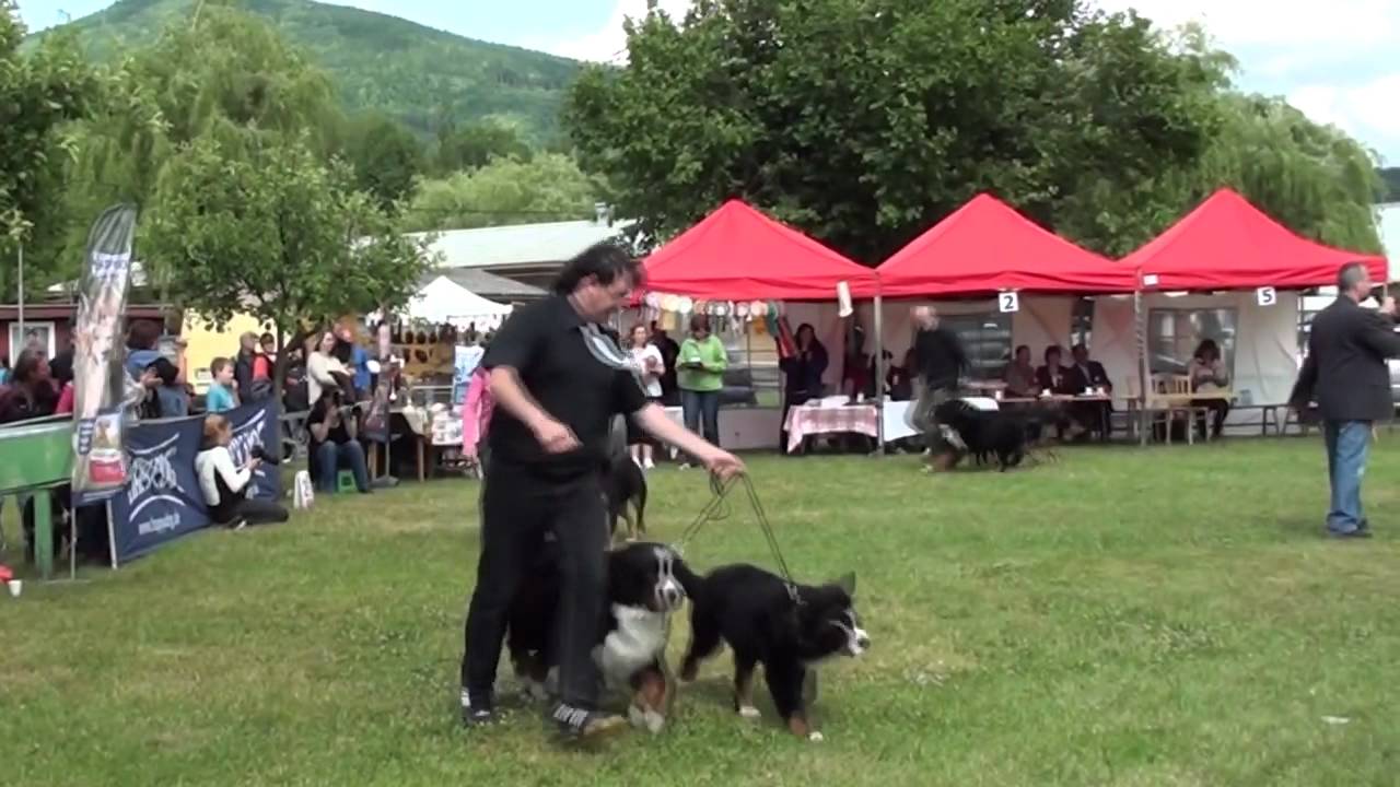 Klubová výstava KŠSP / Club Dog Show KŠSP 02.06.2012