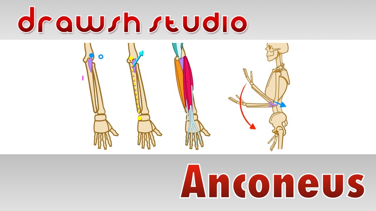 The Anconeus Muscle