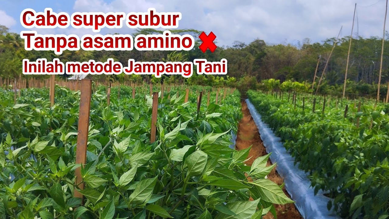 ⛔ CABE PELITA 8 F1 TUMBUH SUBUR DENGAN METODE JAMPANG TANI TV ⛔