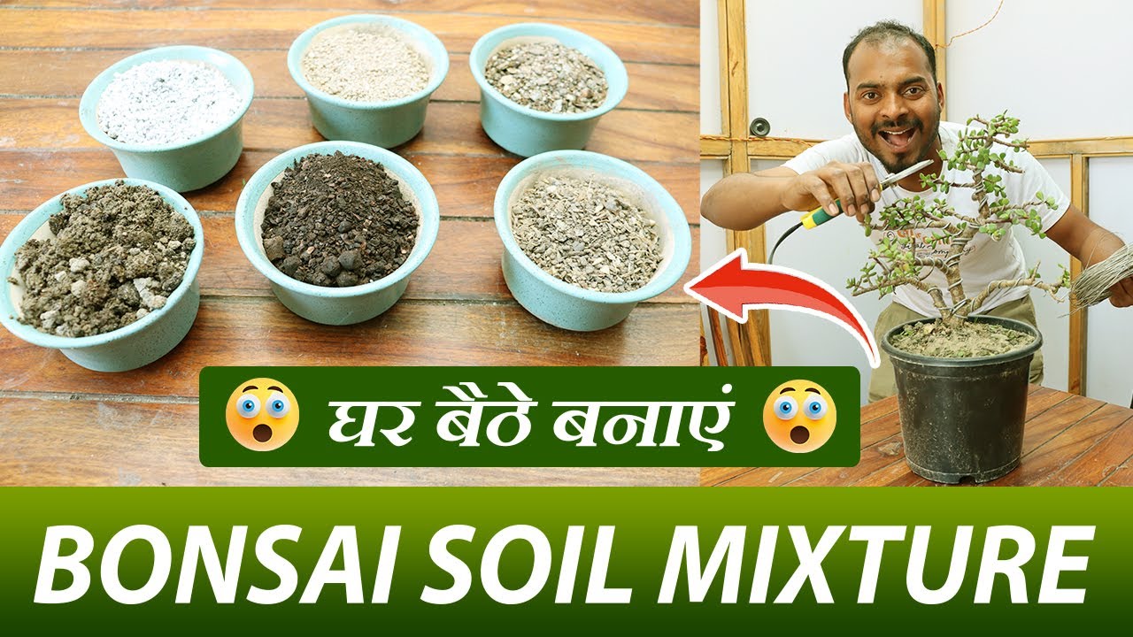 घर बैठे बनाएं बोन्साई सॉयल मिक्सचर | Know How to Make Bonsai Soil Mixture at Home in 2022